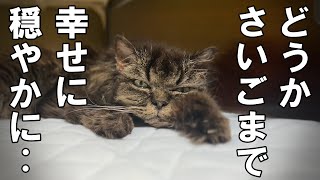 腎不全末期のボルちゃんへの私たちの願い【保護猫・老猫】