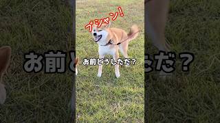 急に盛大なくしゃみを連発する柴犬#柴犬 #shiba #shorts #リンパン