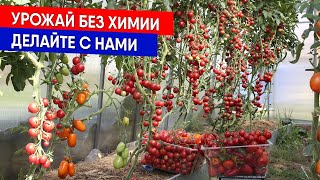 УРОЖАЙ БЕЗ ХИМИИ - ДЕЛАЙТЕ С НАМИ