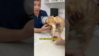 被伤害过的流浪猫会有戒备心吗？为了生存它们真的很努力#流浪猫救助 #猫