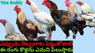 Kukkuta Sastram Colour Identification//Ytm Reddy Farming Channel//Nemali (All Type's)