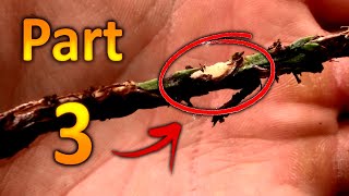 Hardwood Propagation of Thuja Green Giant Arborvitae (Part 3) Moisture, Callus, Cuttings are Rooting