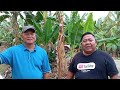 MAKAN KETAM, RAUN DI LADANG PISANG USAHAWAN TANI BERJAYA TUAN JINGKOON (PART2) #ukaisenangkasenang