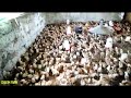 KUROILERS,KARIS & SASSOS ||  Improved free range chicken farming in Kenya Africa.