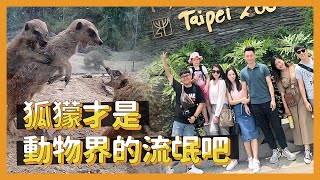 【台北VLOG】｜動物園逛起來！狐獴打起來沒在開玩笑！晴晴粉絲見面會｜TAIPEI ZOO｜國民酒久JoJo