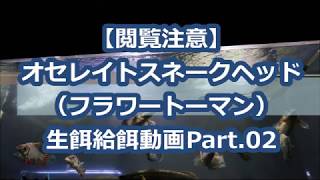 【閲覧注意】 オセレイトスネークヘッド （フラワートーマン） 生餌給餌動画Part.02