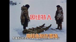 因纽特人用仅存的冻鱼勉强生活，可还要用冻鱼做雪橇，不想活了？