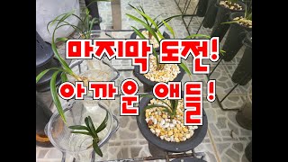 반납하기 아까운 # 황산반 # 환엽 # 구례산반 # 두화변 # 입변서반 # 산반두화 # 입변중투