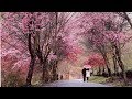 Cherry blossoms spots in Taiwan