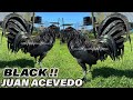 BLACK !! Juan Acevedo Farm Kentucky | Beautiful Show Black Birds