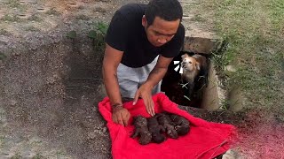 Mother Dog Desperately Protects Her Puppies Buried in Mud, Anxiously Resists Rescuers