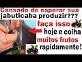 Enxertia De Jabuticaba. Simples e Fácil para Iniciantes Faça hoje a sua!