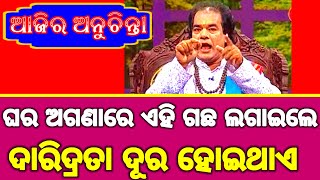 ଘରେ ଅଗଣାରେ ଏହି ଗଛ ଲଗାଇଲେ ଦାରିଦ୍ରତା ଦୂର ହୋଇଥାଏ || Ajira New Anuchinta || Ajira Anuchinta Sadhubani