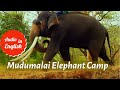 The Elephant Whisperers 🐘|English Audio|Mudumalai Elephant Camp |Oscar Award|Documentary Short Film