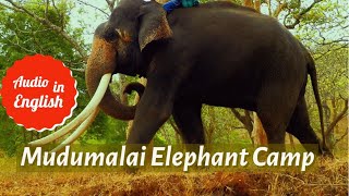 The Elephant Whisperers 🐘|English Audio|Mudumalai Elephant Camp |Oscar Award|Documentary Short Film