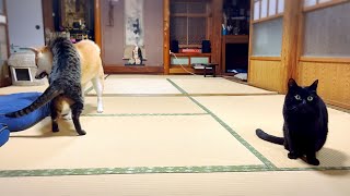 綺麗な二度見の猫　Cat do a perfect double take!!