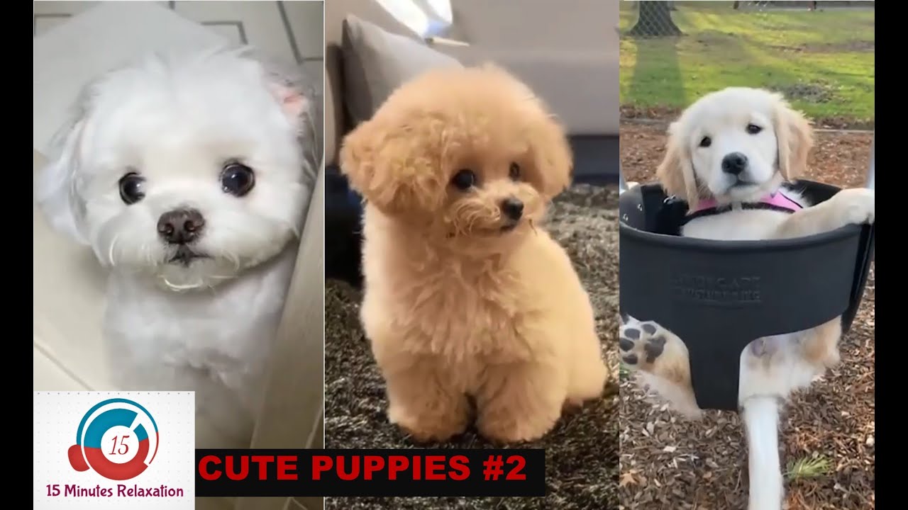 Funny Cute Puppy Compilation Video 2 Dogs Experts