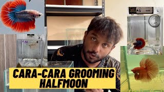 SELALU EKOR HM KOYAK ? BITE TAIL ? JOM BELAJAR CARA-CARA GROOMING HALFMOON !!!