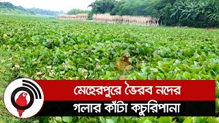 মেহেরপুরে ভৈরব নদের গলার কাঁটা কচুরিপানা || Jago News