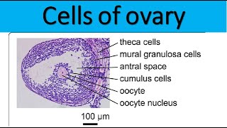 Cells of ovary