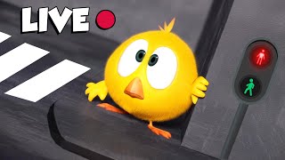 CHICKY ALL SEASONS 🔴 LIVE CARTOON | Best Cartoon Collection in English for Kids | ALL EPISODES