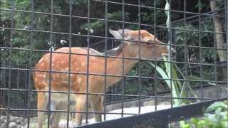 2012年8月29日 野毛山動物園 ホンシュウジカ