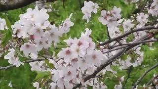 鹿児島市　甲突川河畔で桜が満開　撮影日2023 4 1