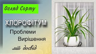 Як Виростити Пишний #Хлорофітум . Мій Секрет Вирощування .