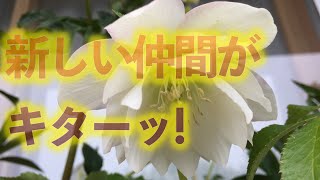 Flower424 バルコニーのクリスマスローズとクレマチスと薔薇