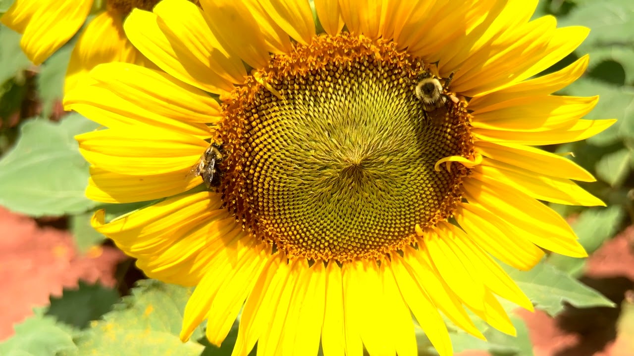 Pollination... - YouTube