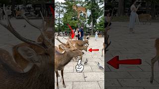 観光客は鹿の多さにびっくり | Nara Park deer in japan #japan #animals #naradeer