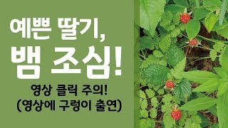 오대산에서 만난 구렁이 혹은 누룩뱀(딸기 조심? 뱀  조심하세요)_20190626