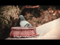 pigeons quenching their thirst