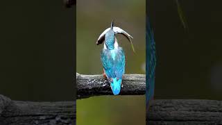 2024メモラブル大魚叩き Episode23 #shorts #kingfisher #happyhovering #α9III #birds #wildlife