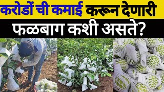 करोडों ची कमाई देणारी फळबाग कशी तयार करावी? How to do Contract Farming?