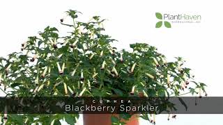 PlantHaven 360 Video - Cuphea Blackberry Sparkler