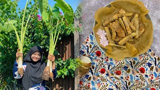 Taro Harvest In Organic Garden, Making Easy Recipes For Delicious Taro Snacks