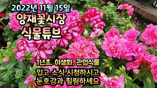 양재꽃시장 식물튜브 (22년 11월 15일) 입고 영상 시청 하시면서 눈호강과 힐링 하세요~  #양재꽃시장 #식물튜브 #월동 #관엽 #식물아빠