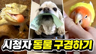 상상을 초월하는 시청자들의 천재 동물들! 진짜 신기하네ㅋㅋㅋㅋ