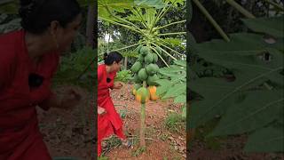 മൂന്ന് തരം| #Agriculture #viralshort #Harvest #Trending #Gardening # Papaya