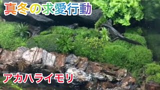 【真冬の求愛行動】アカハライモリのメスは色気より食い気！