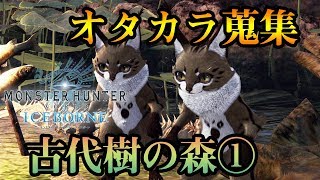 【MHWI】オタカラ探しin古代樹の森①【モンハンワールドアイスボーン】攻略