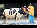 ताज़ा दाम मात्र 50000 से शुरू 40 लीटर तक दूध की गाय यहां मिलेंगी। low price cows at rashid dairy