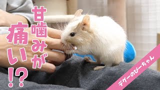 デグーの甘噛みが痛い時の対処法！Funny and Cute Degu