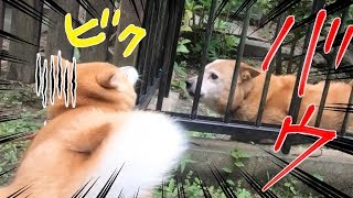 柴犬小春　看板犬に吠えられてびっくり　諏訪山公園・諏訪神社