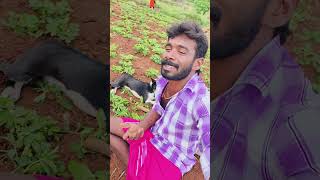 கம்முனு நம்ம நாயை பொறந்துருக்கலாம் #naturelovers #comedy