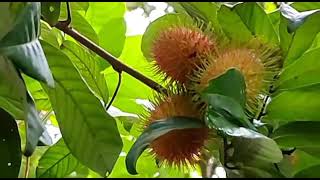 എന്റെ വീട്ടിലെ റമ്പൂട്ടാൻ. Rambutan season in Kerala.