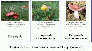 Грибы, отряд агариковые, семейство Гигрофоровые гигроцибе fungus восковая Hygrophoraceae красивая