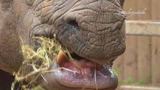 Rhino Close Up Chewing Its Food