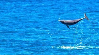 Jumping dolphins